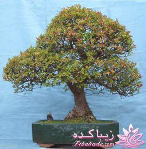 گیاهان آپارتمانی